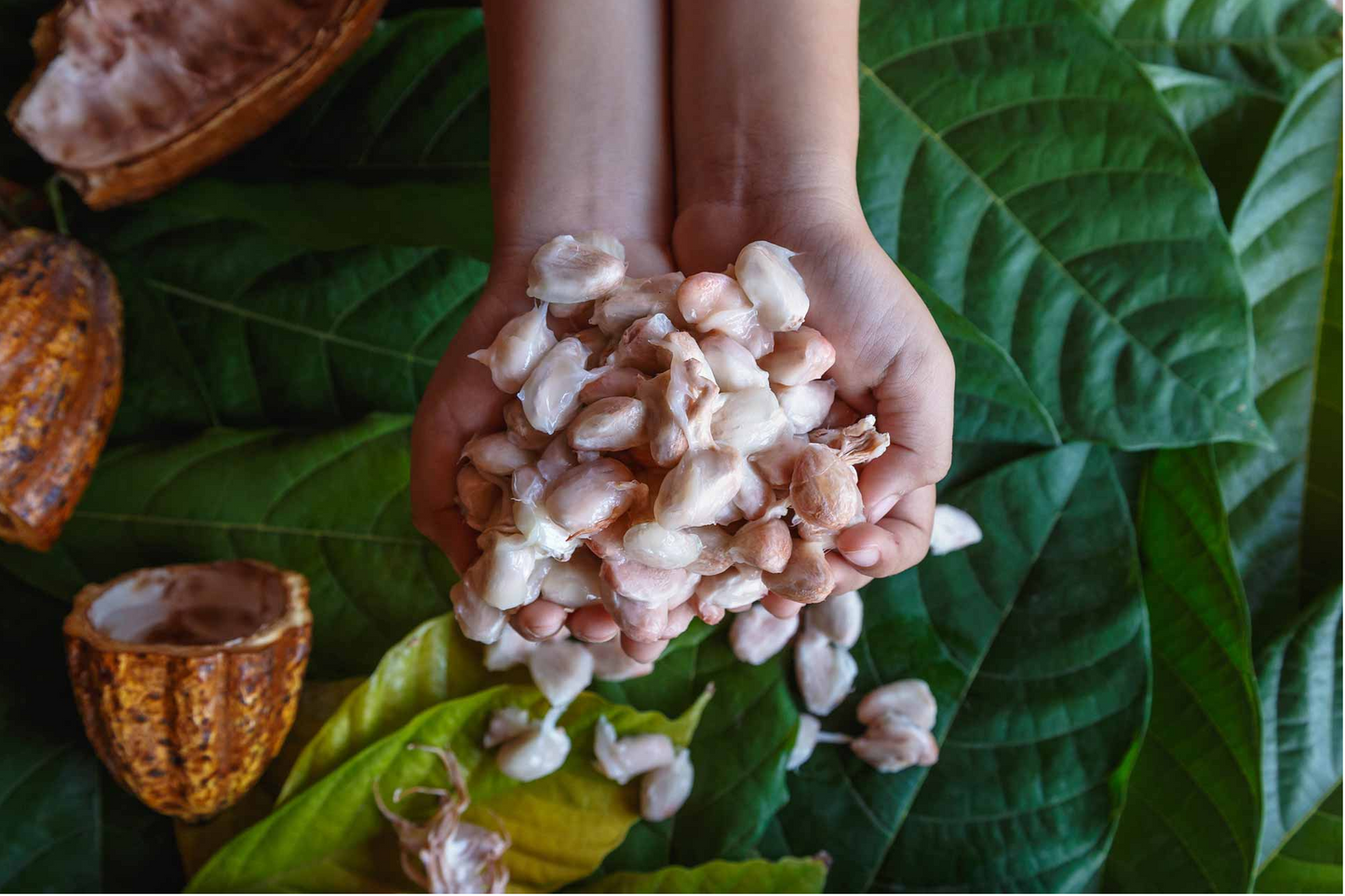 THRIVU, 100% Cacao